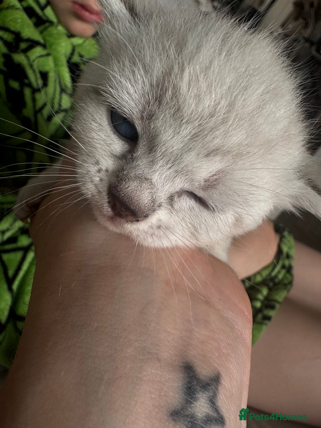Bengal cats for sale: REDUCED Snow BengalS 1 REMAINING FEMALES REDUCED in Hook - Image 9