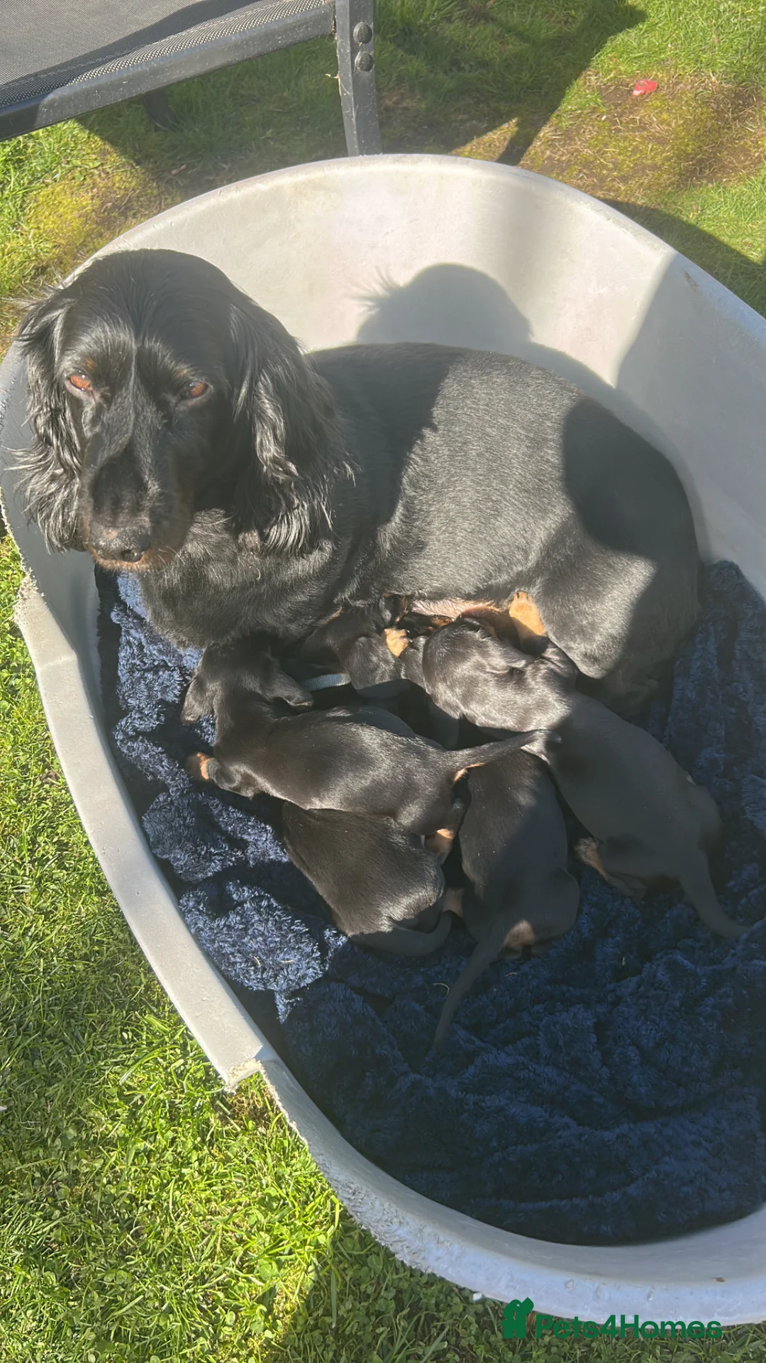 Dachshund dogs for sale: Looking for homes  in Ellesmere - Advert 1