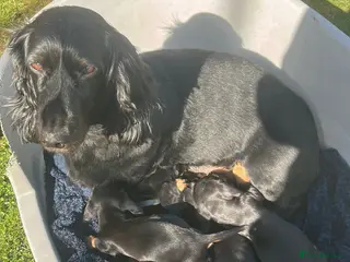 Dachshund dogs Looking for homes - Advert 17