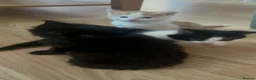 Mixed Breed cats for sale: Three beautiful kittens - Advert 5