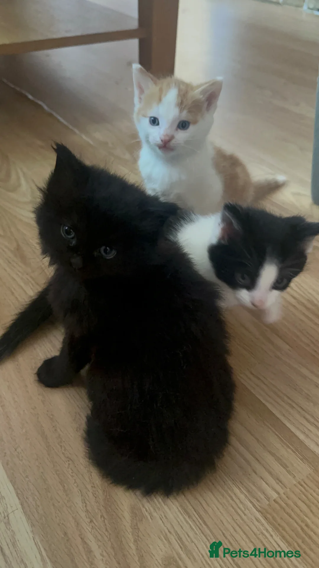 Mixed Breed cats for sale: Three beautiful kittens - Advert 5