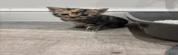 Mixed Breed cats for sale: Beautiful Kittens Looking for Their Forever Homes - Advert 11