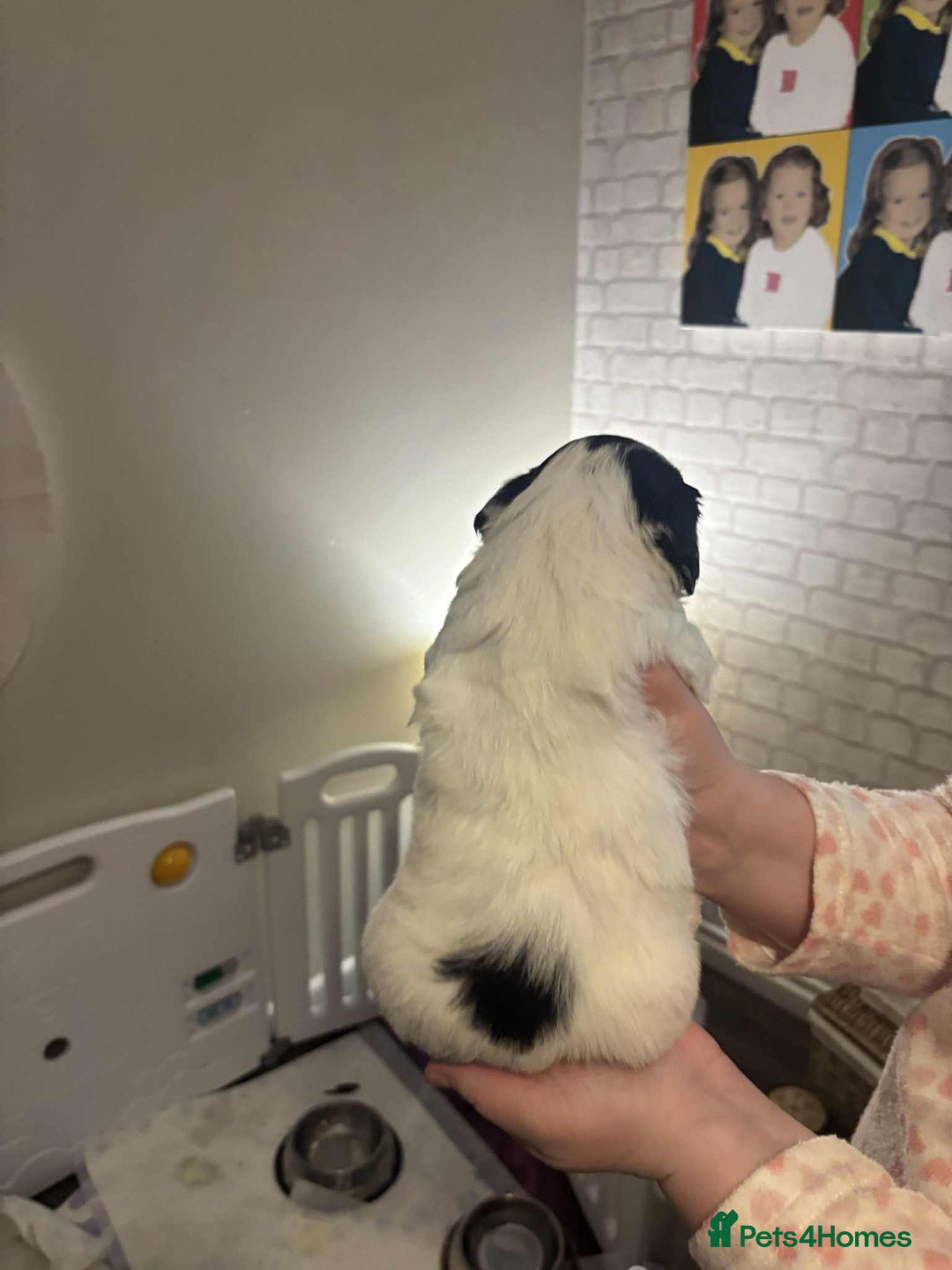 Mixed Breed dogs for sale: Cavachon x sprolli - Advert 7