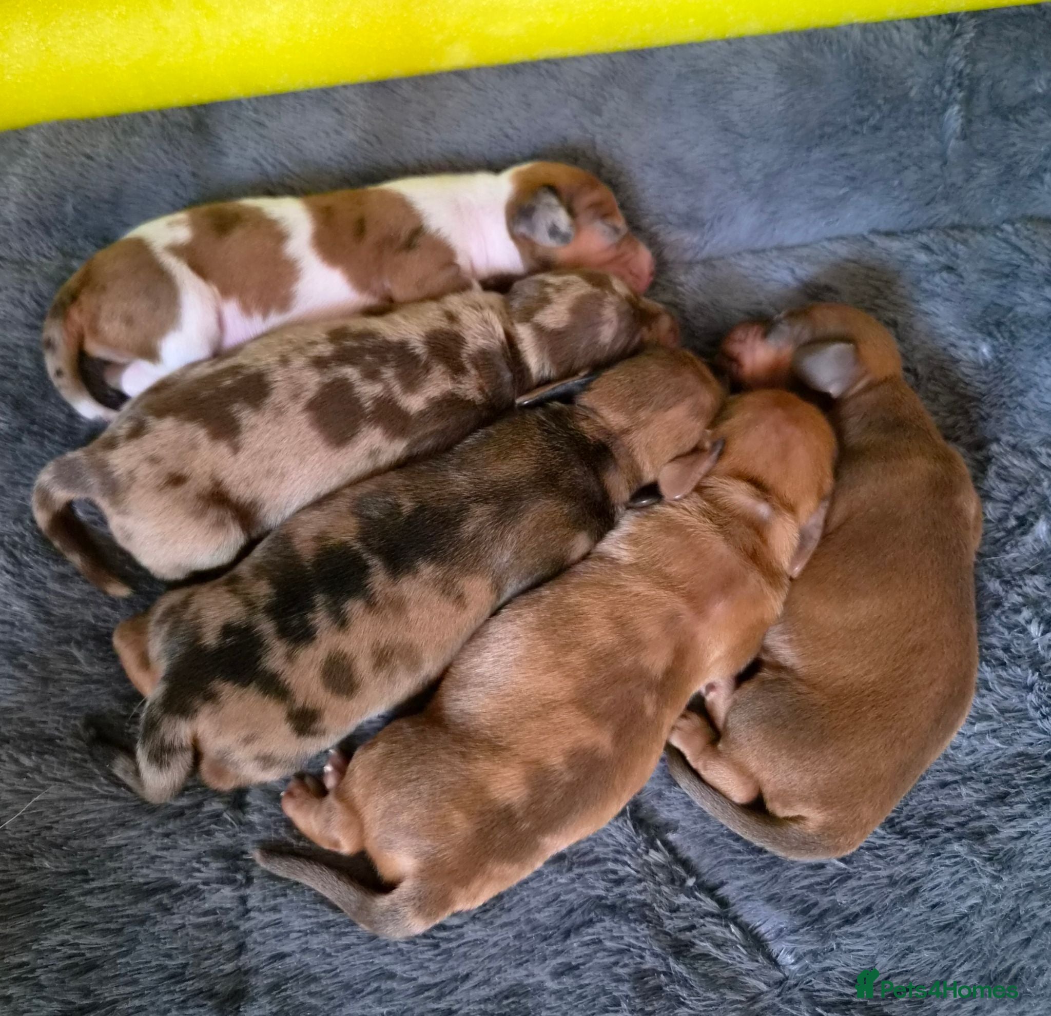 Miniature Dachshund dogs Beautiful Short-Haired Miniature Dachshunds - Advert 2