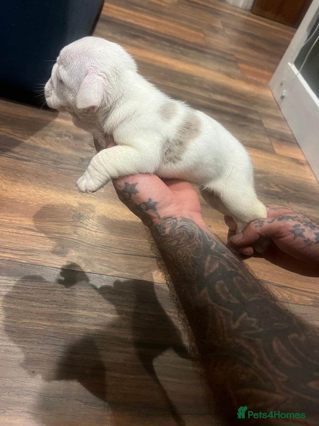 English Bulldog dogs for sale: Puppies  - Image 8