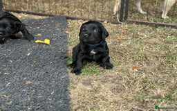 Cocker Spaniel dogs for sale: Cocker Spaniel Puppies looking for the best homes - Image 3