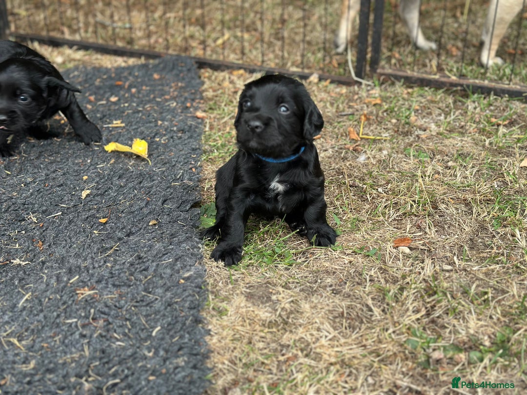 Cocker Spaniel dogs for sale: Cocker Spaniel Puppies looking for the best homes - Image 3