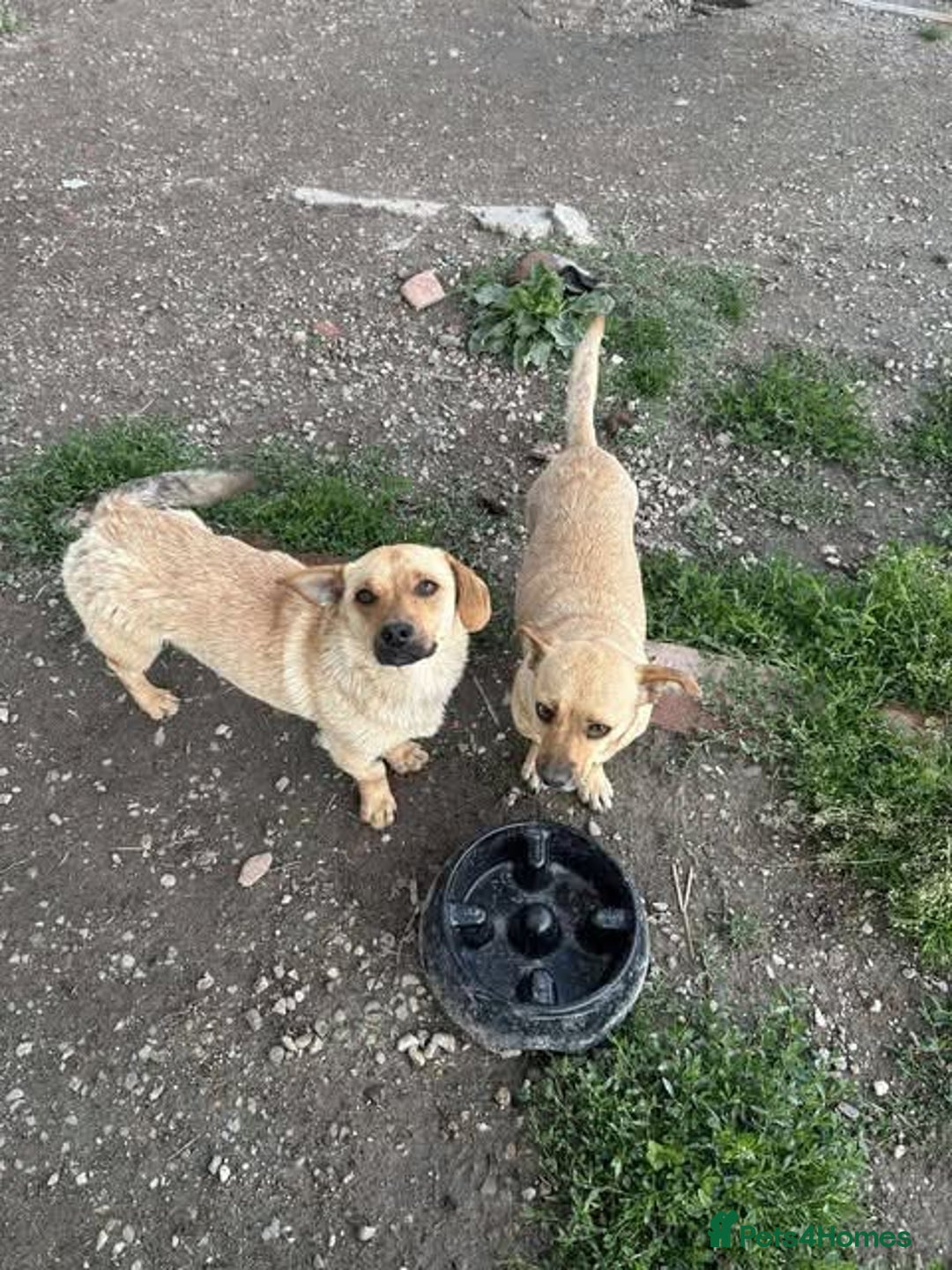 Mixed Breed dogs for adoption: Rescue boy Ethan is looking for his forever home - Advert 36