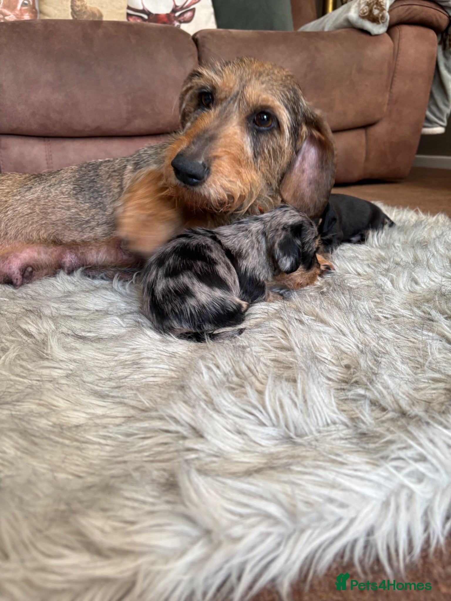 Dachshund dogs Wire haired dachshund  - Advert 15