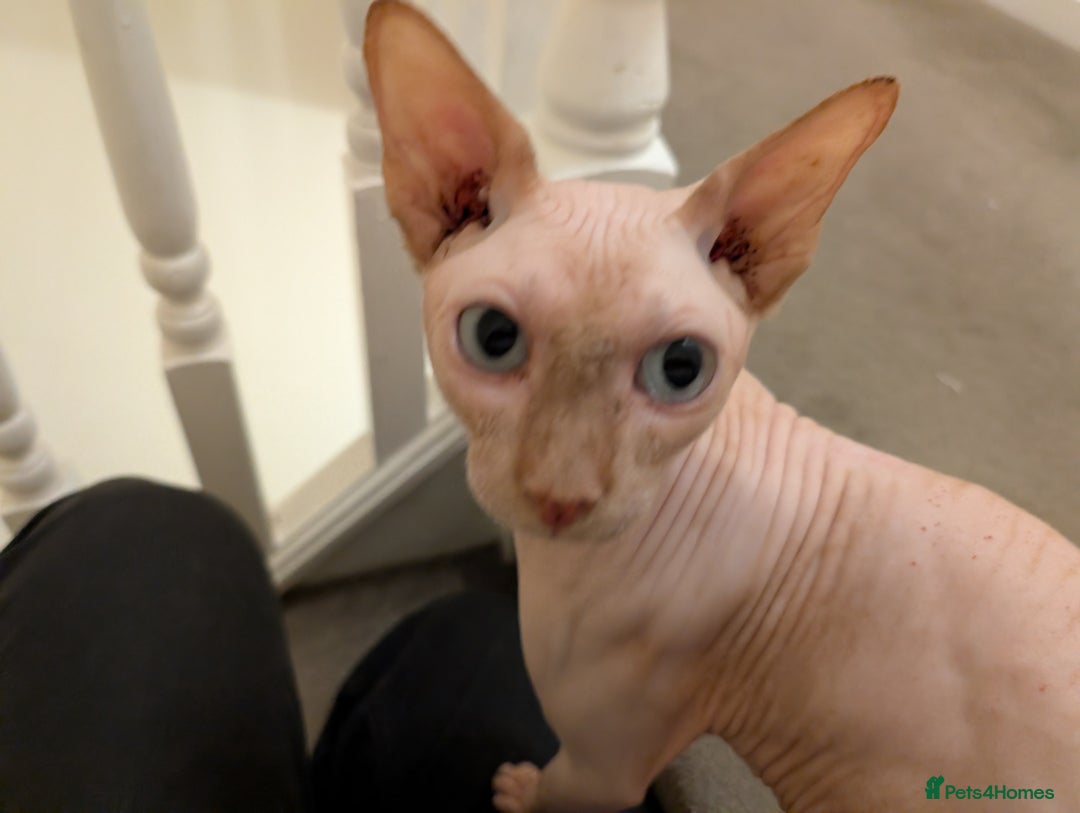 Sphynx cats for sale: Lovely Sphynx boy for sale - Image 2