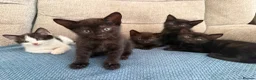 Mixed Breed cats for sale: Beautifull kittens - Advert 3
