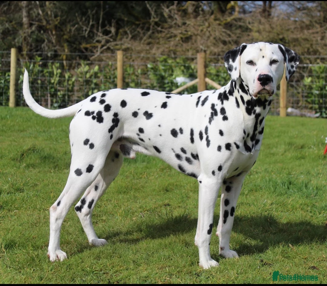 Dalmatian dogs for sale: 🐶 Two Beautiful Dalmatian Puppies!! 🐶  - Image 7