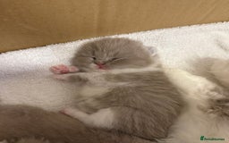 British Shorthair cats for sale: British Short Hair/ British Longhair 🐾 in Manchester - Image 9