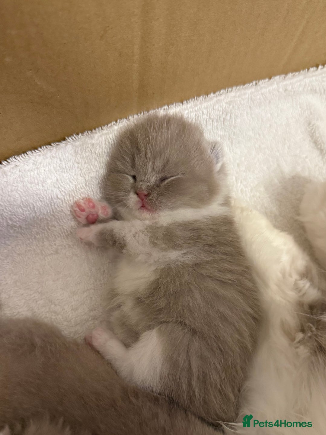 British Shorthair cats for sale: British Short Hair/ British Longhair 🐾 in Manchester - Image 9