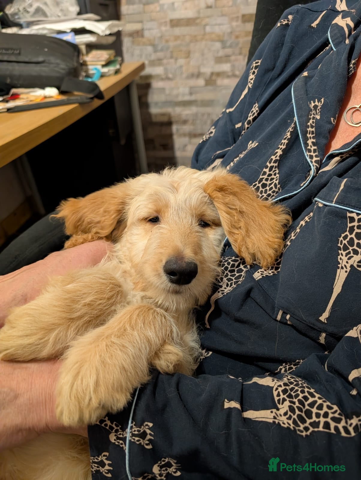 Goldendoodle dogs  1 beautiful F1 female Goldendoodle pup for sale - Advert 5