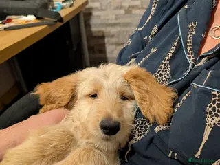 Goldendoodle dogs 1 beautiful F1 female Goldendoodle pup for sale - Advert 5