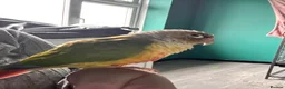 Conures birds for sale: Rio and Kiwi in Durham - Advert 11