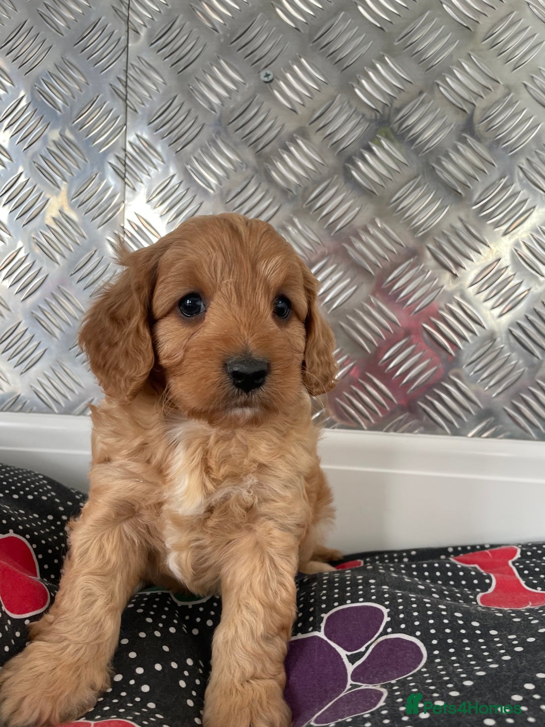 Cavapoo dogs for sale: F1 CAVAPOO puppies for sale  - Image 7