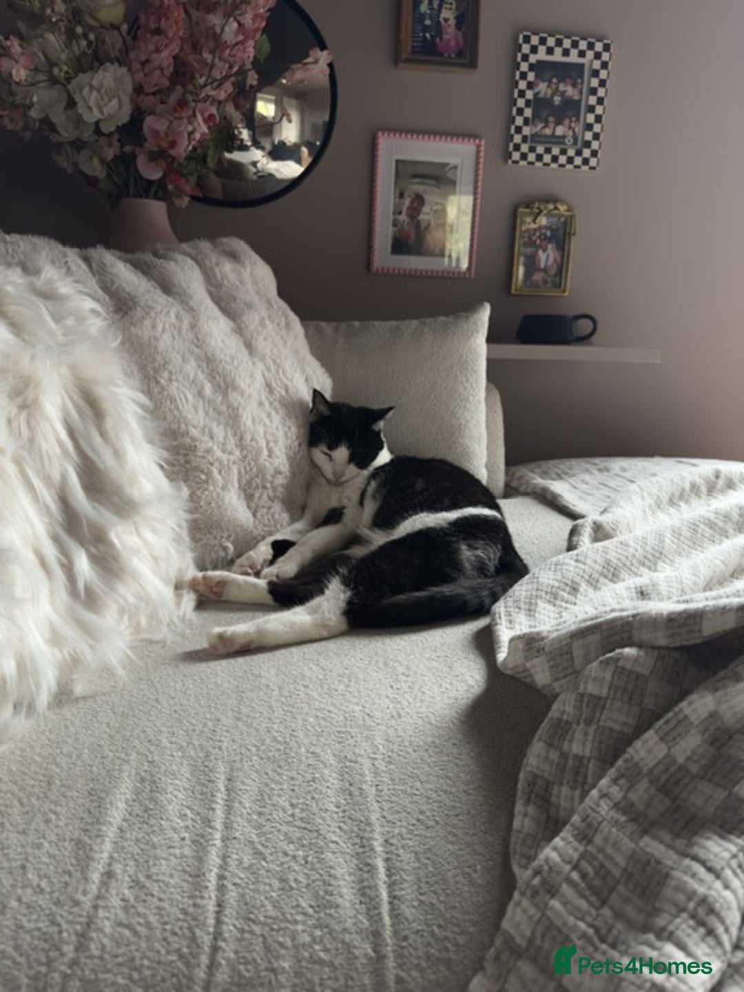 Domestic Shorthair cats for sale: Female Cat - Advert 7