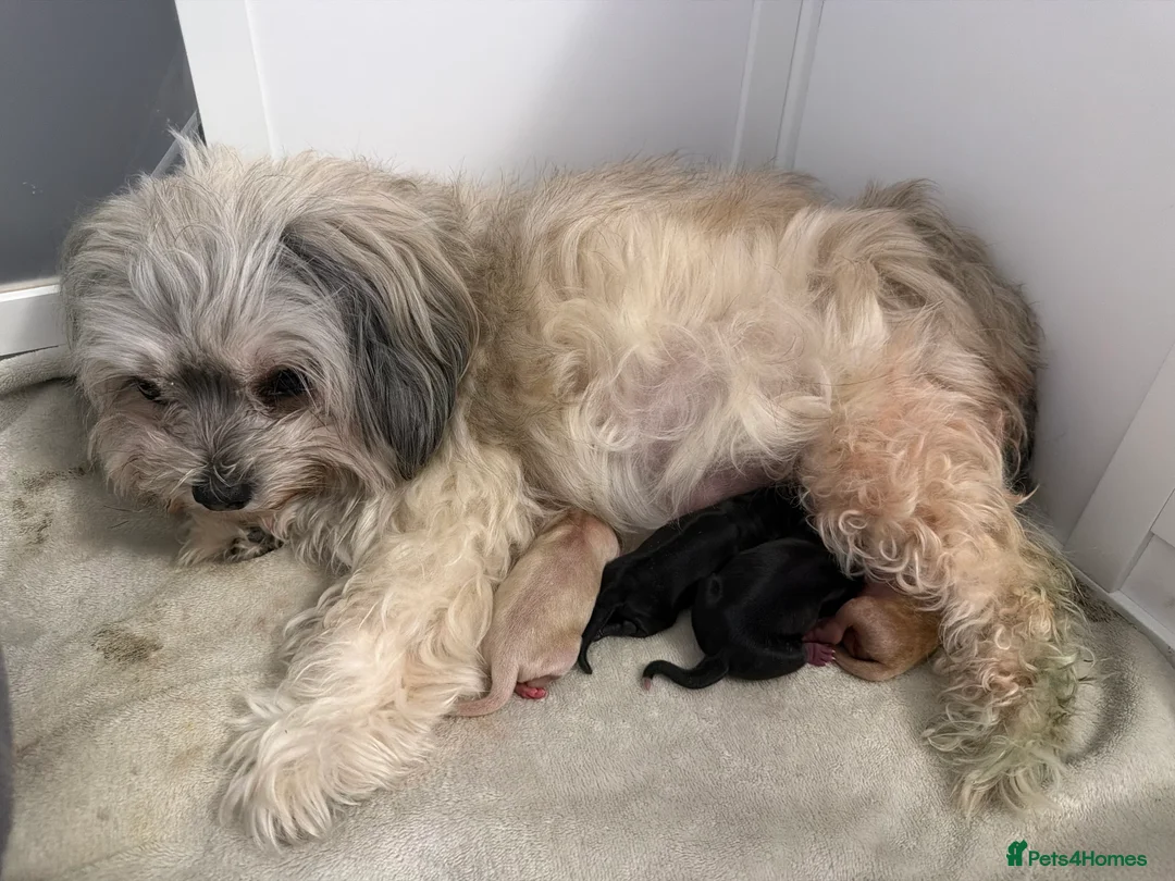 Maltipoo dogs for sale: Gorgeous rare colour maltipoo puppies  - Advert 3