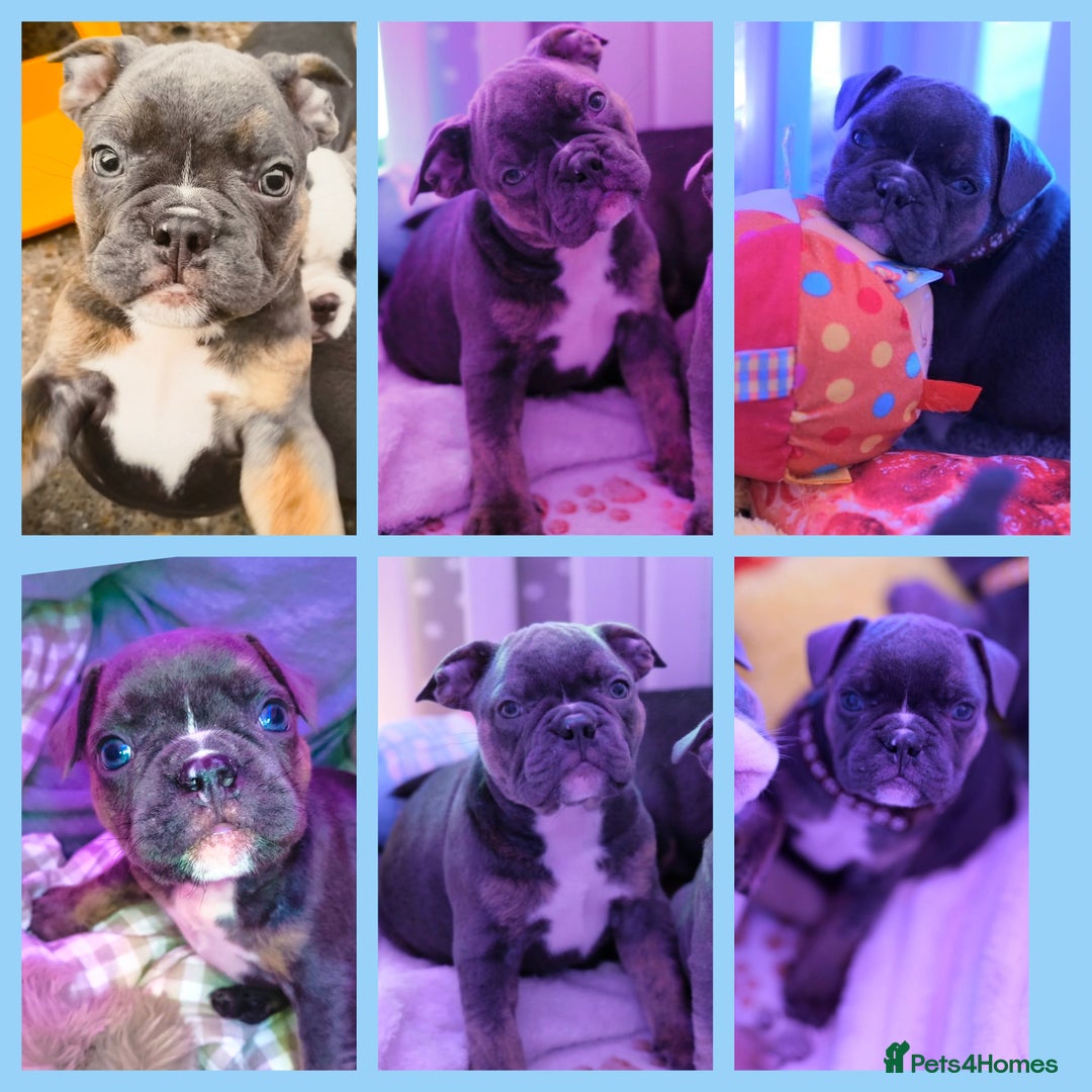 Mixed Breed dogs for sale: English Bulldog & French Bulldog - Image 6