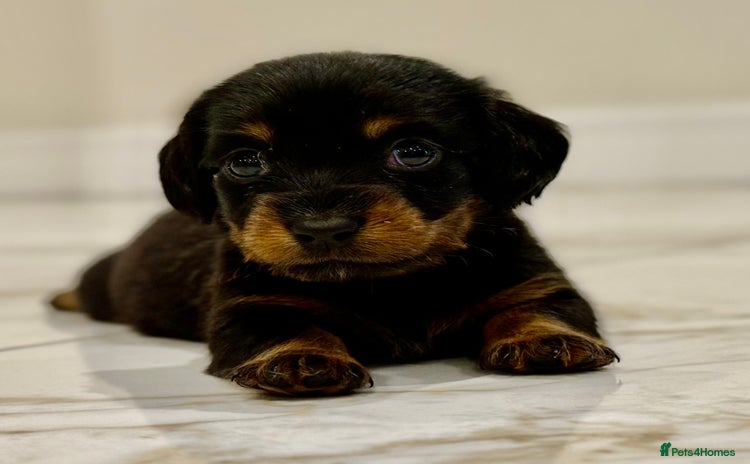 Miniature Dachshund dogs - Advert 2