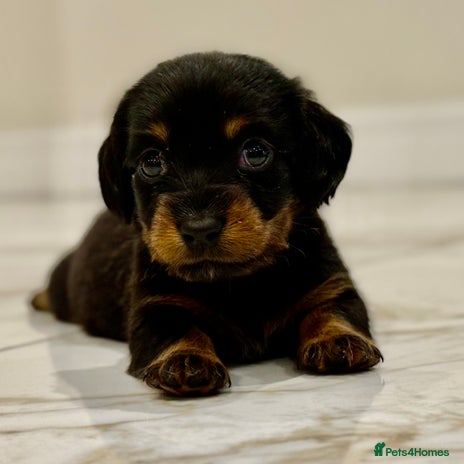 Miniature Dachshund dogs - Advert 2