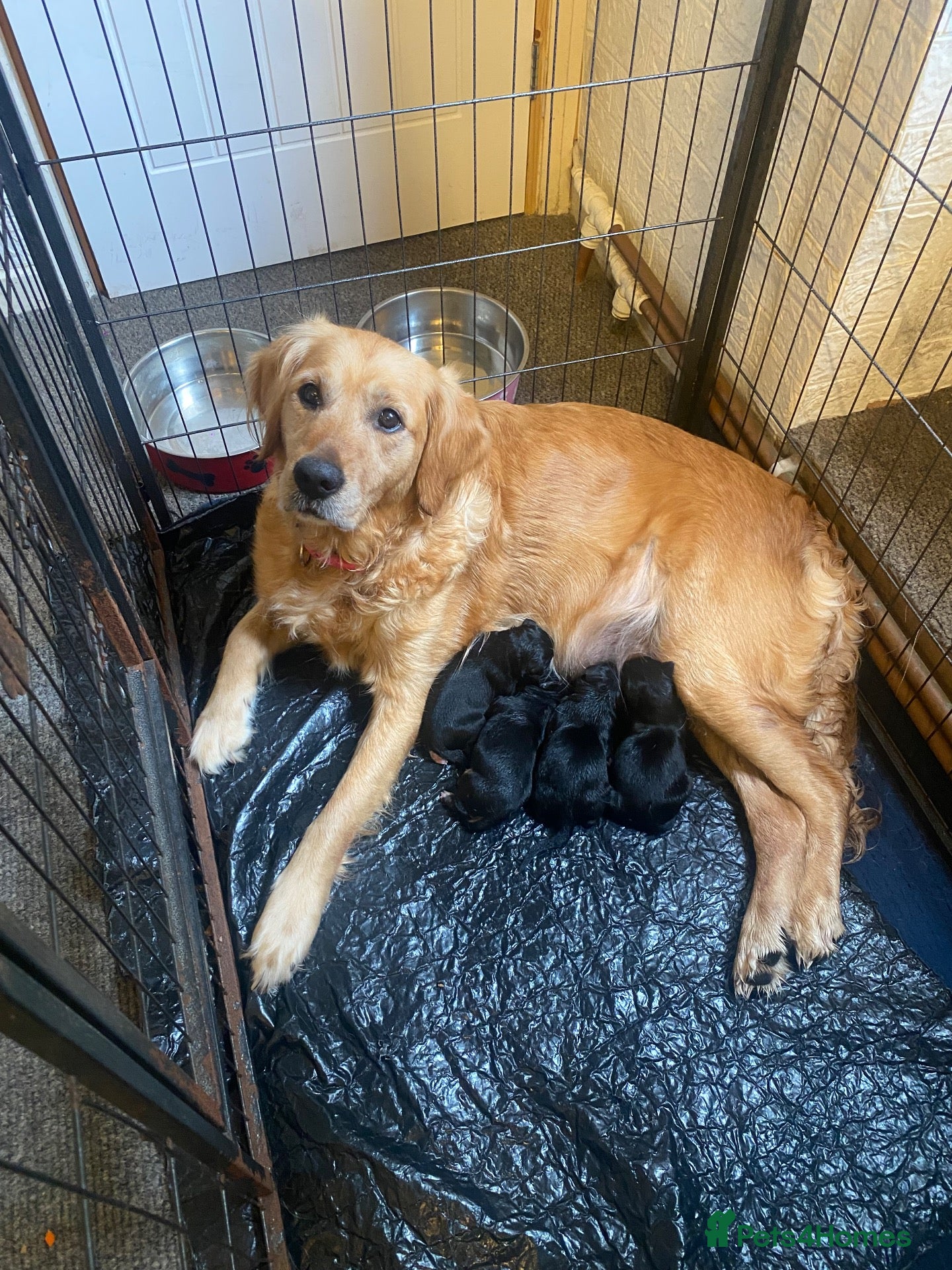 Mixed Breed dogs Collie x Retriever pups for sale - Advert 1
