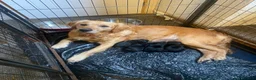Mixed Breed dogs for sale: Collie x Retriever pups for sale - Advert 1
