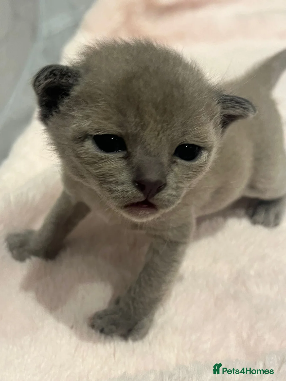Burmese cats for sale: GCCF Pedigree Blue Burmese Kittens - Advert 2