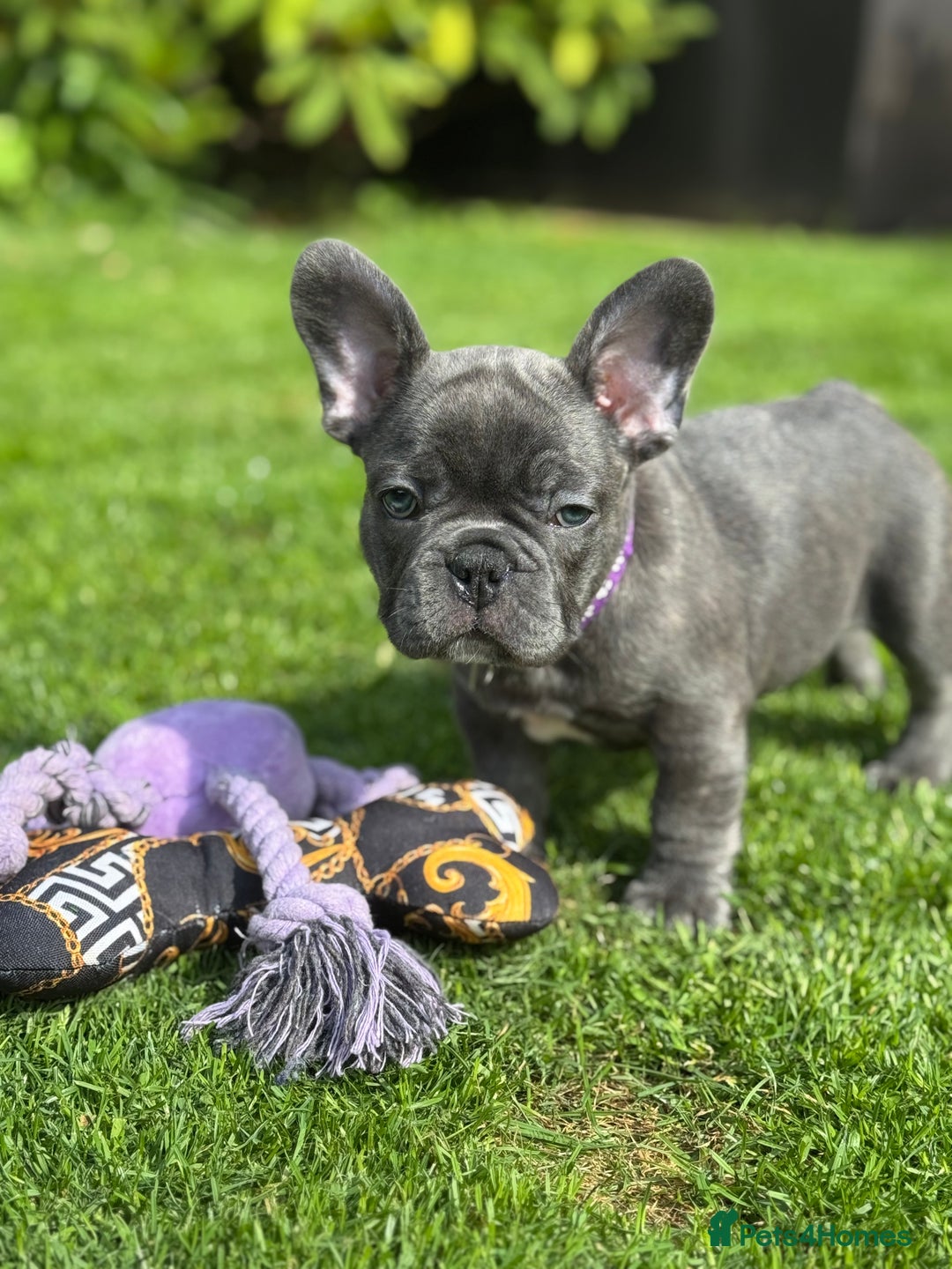 French Bulldog dogs for sale: 2 left Ready for FOREVER Home🏡French Bulldog 🐶🐾 in Preston - Image 18