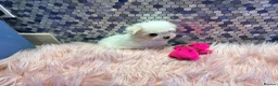 Maltese dogs for sale: Beautiful Maltese puppies for sale - Advert 4