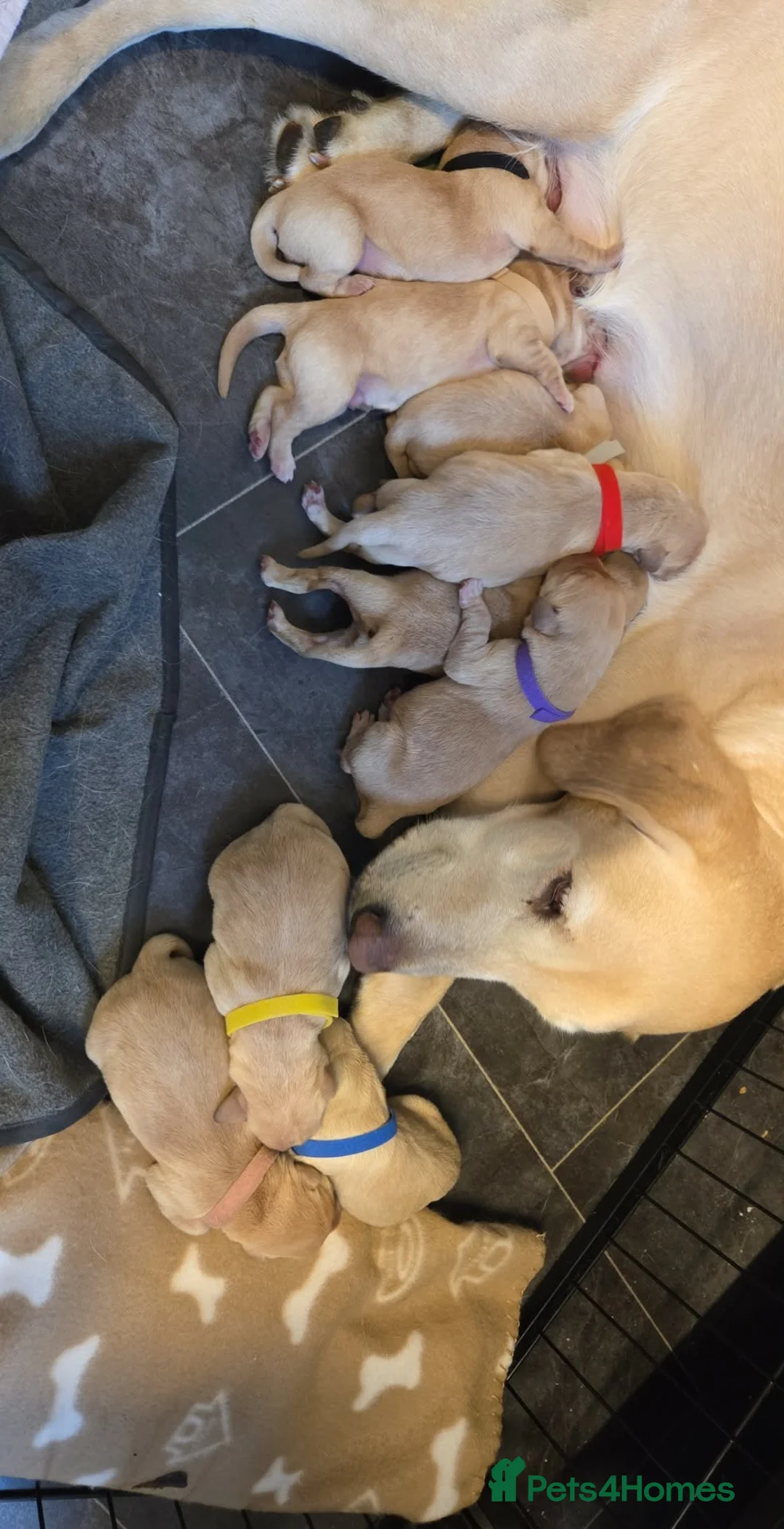 Labrador Retriever dogs for sale: KC registered yellow labrador pups  - Advert 4