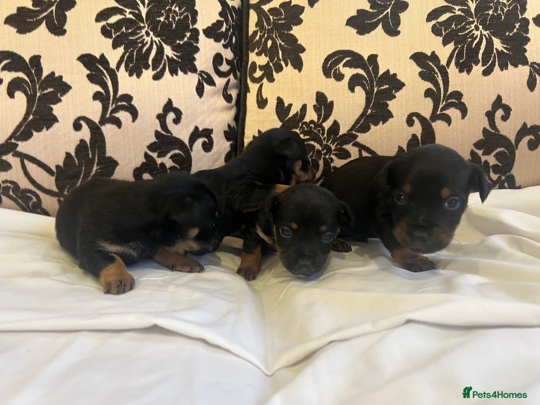 Jack Russell dogs for sale: Miniature Jack Russell puppies 🐶  - Advert 8