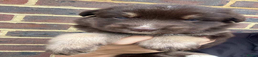 German Shepherd Puppy 4