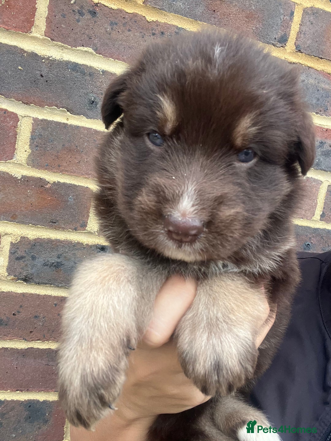 German Shepherd dogs for sale: Outstanding litter KC Reg German Shepherd puppies - Image 14