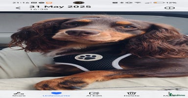 Cockapoo dogs - Advert 10