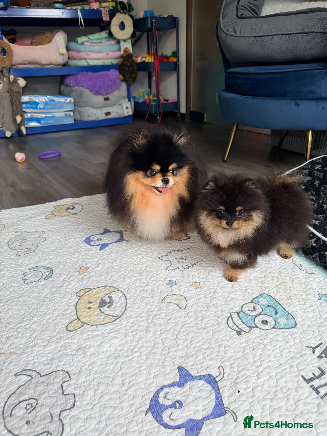 Pomeranian dogs for sale: Black and Tan Pomeranian girl - Advert 40