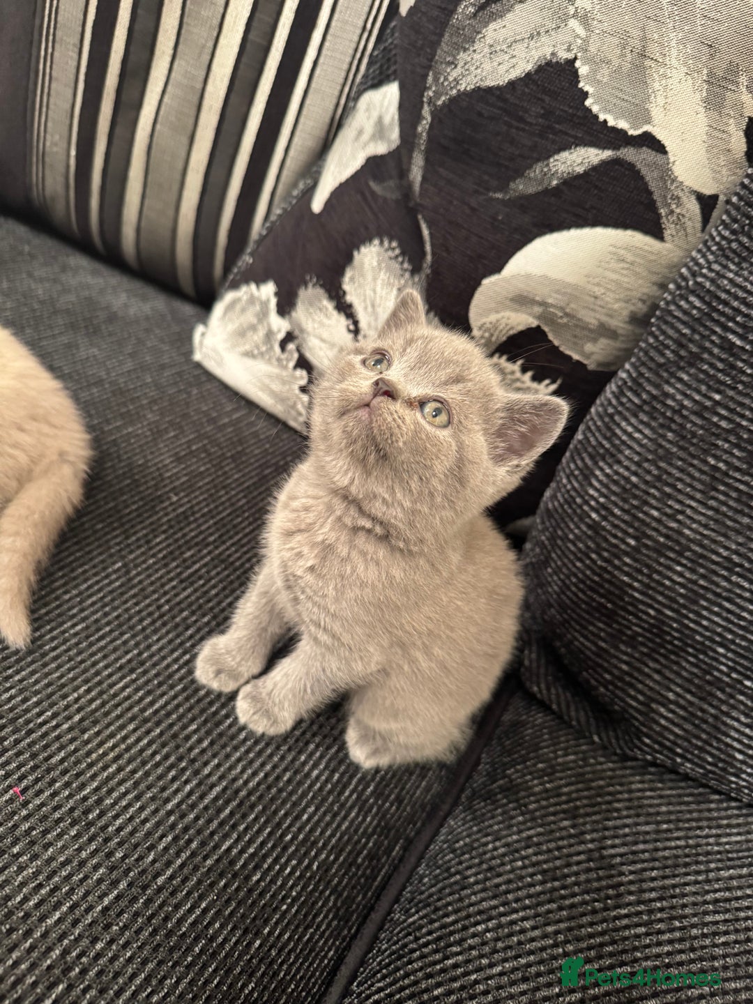 British Shorthair cats for sale: Lovely British shorthair Kitten  - Advert 8
