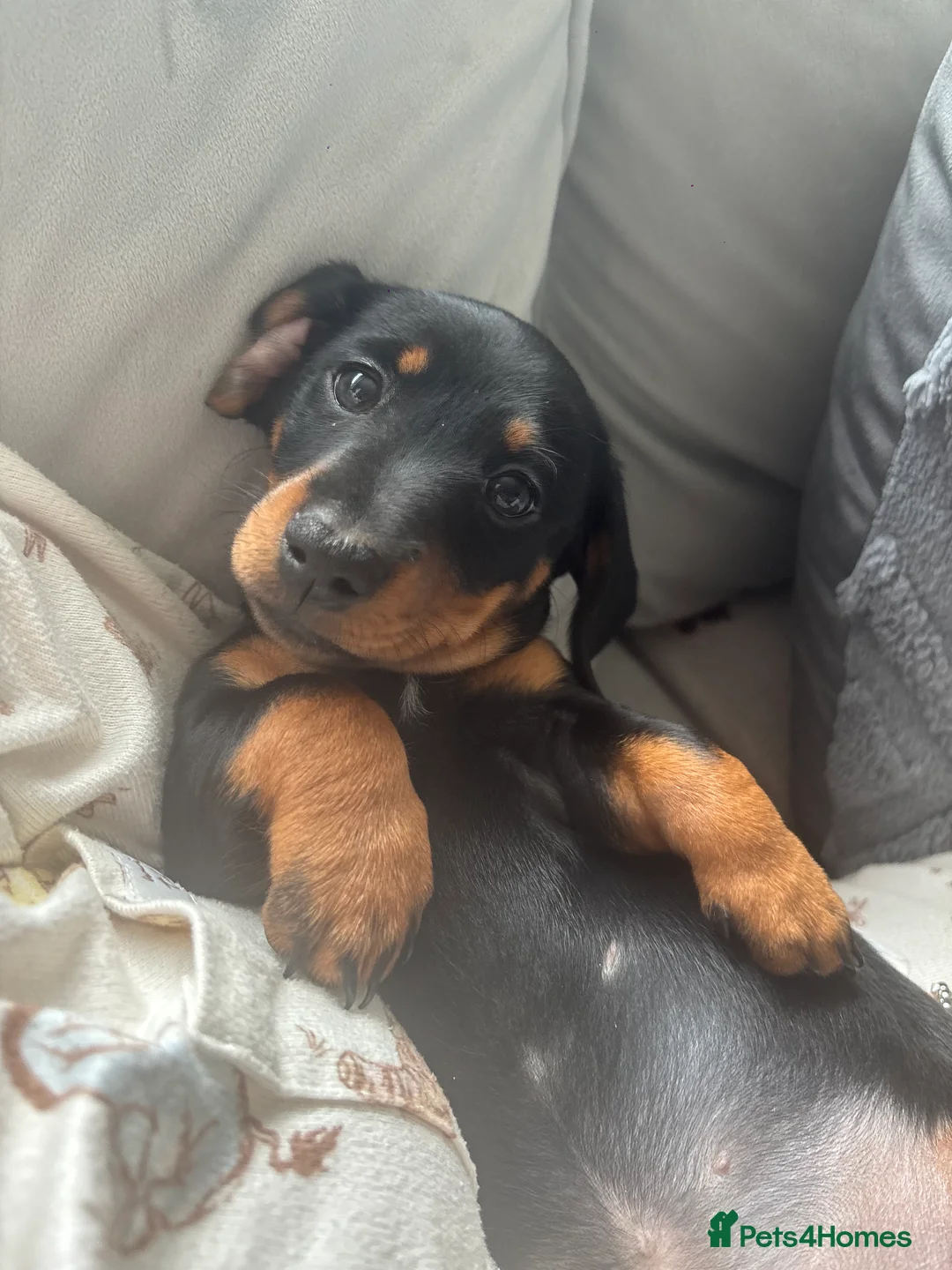 Dachshund dogs for sale: Female Dachshund Puppy For Sale in Newcastle upon Tyne - Advert 5