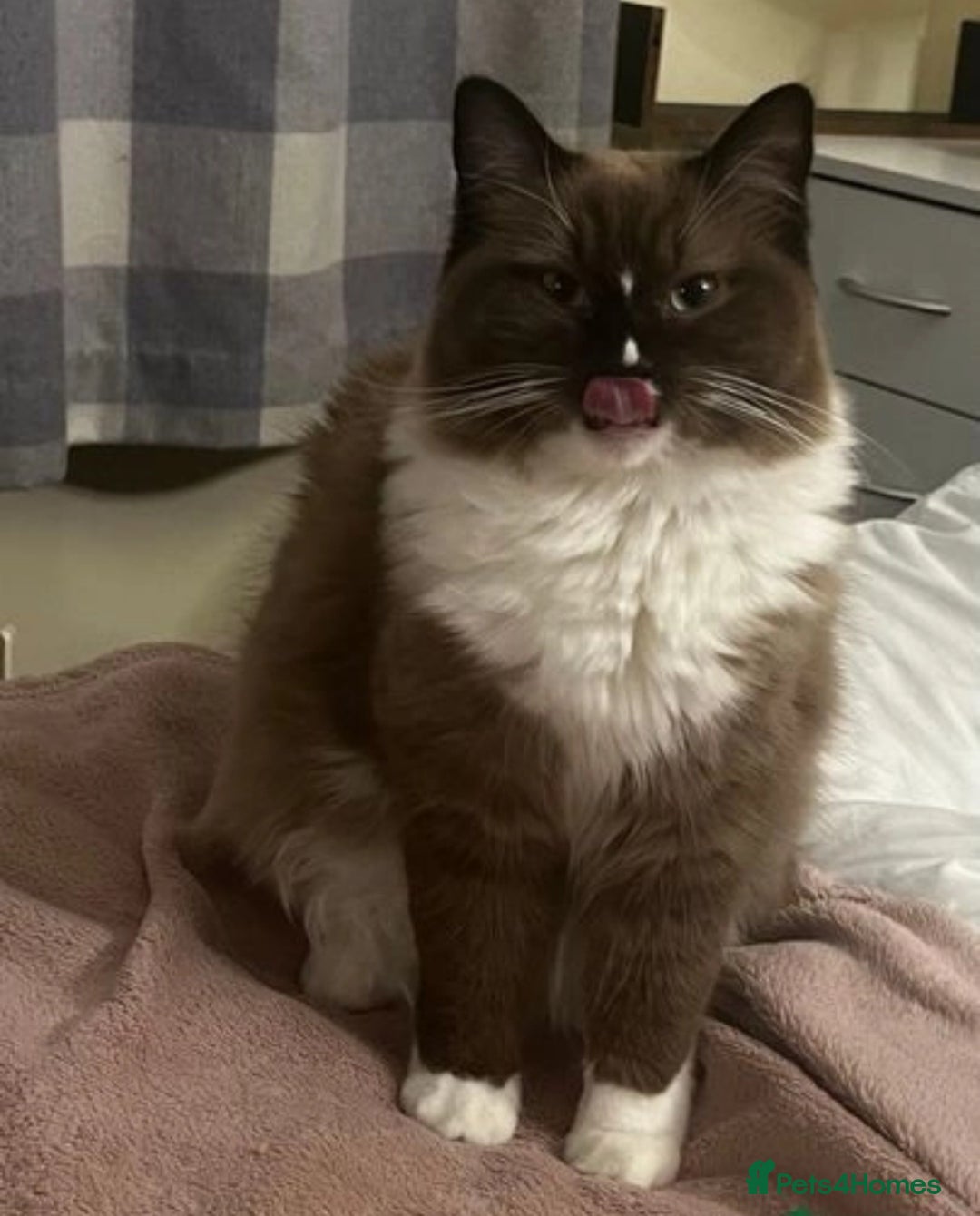 Ragdoll cats for sale: Reduced RARE Brown/mink Green-eyed Ragdoll kittens - Image 32