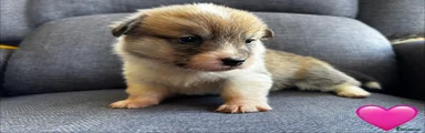 Welsh Corgi Pembroke 5