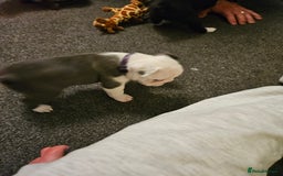 Mixed Breed dogs for sale: Frenchton Pups - Image 19