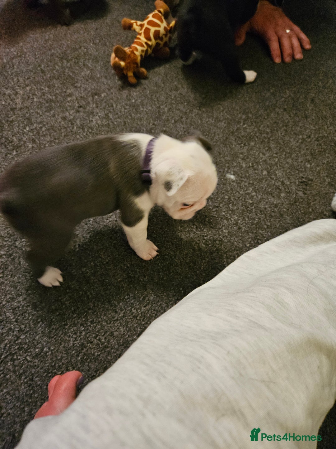 Mixed Breed dogs for sale: Frenchton Pups - Image 19