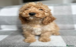 Cockapoo dogs for sale: Beautiful cockapoos looking for forever homes  - Image 13