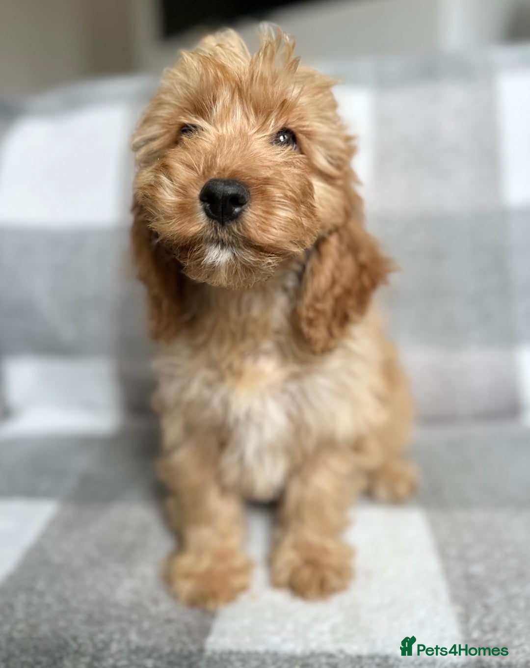 Cockapoo dogs for sale: Beautiful cockapoos looking for forever homes  - Image 13