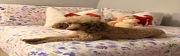 Toy Poodle dogs for sale: 🐶🐾Toy Poodle Puppies 🐾🐶 - Advert 2