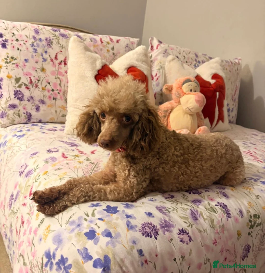 Toy Poodle dogs for sale: 🐶🐾Toy Poodle Puppies 🐾🐶 - Advert 2