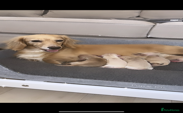 Miniature Dachshund dogs - Advert 1