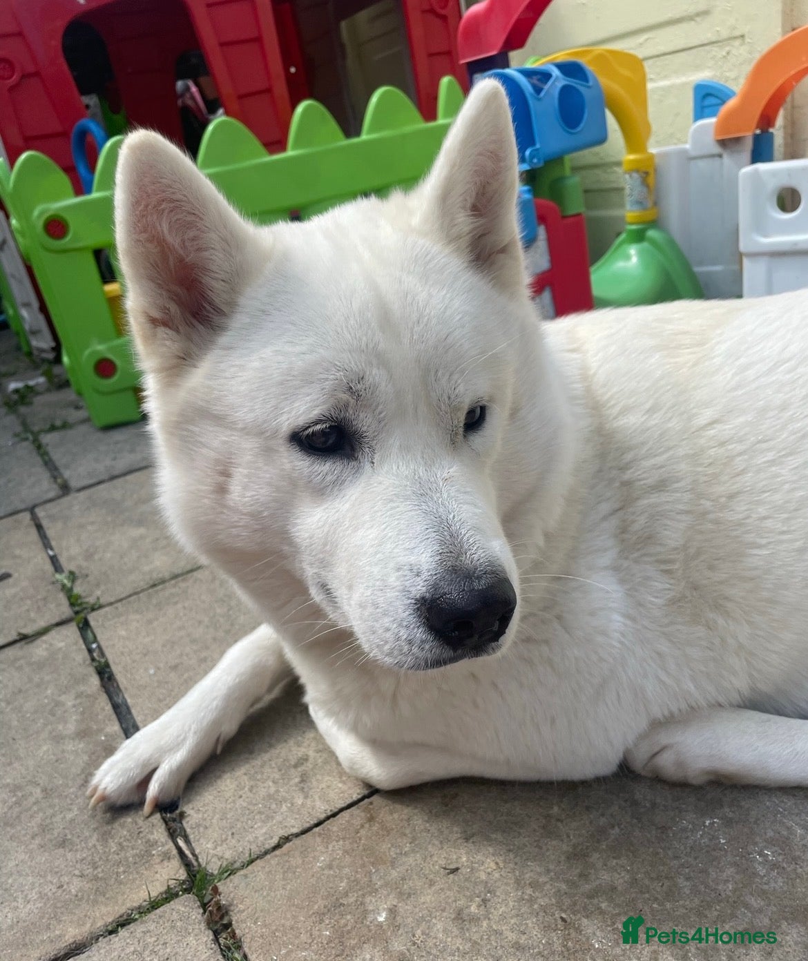 Mixed Breed dogs for sale: 7 beautiful Malkita x puppies with unique colours  - Advert 3